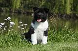 AKITA AMERICAIN 468